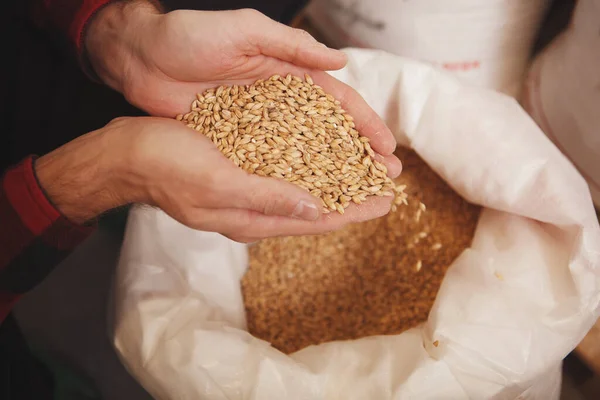 Cropped close up of barley seeds in the hands of a brewer