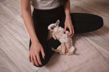 Lotus pozisyonunda oturan bir kadının bacaklarının üzerinde uzanan şirin bir chihuahua köpeğinin en iyi görüntüsü.