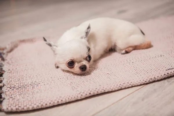 Close Filhote Cachorro Chihuahua Adorável Minúsculo Deitado Chão Esperando Proprietário — Fotografia de Stock