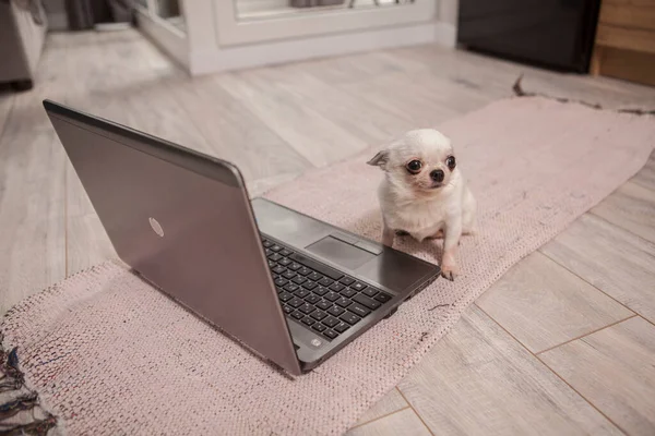 Cão Chihuahua Adorável Sentado Frente Computador — Fotografia de Stock