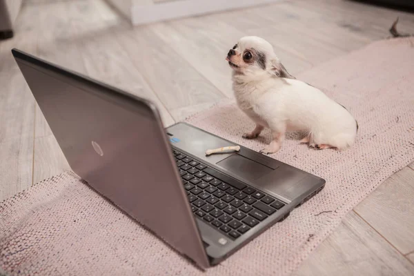 Lindo Chihuahua Pequeño Tener Convite Sentado Frente Computadora Portátil — Foto de Stock