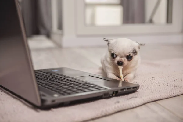 Pequeno Chihuahua Engraçado Comer Cão Tratar Perto Laptop — Fotografia de Stock