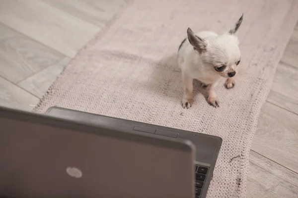 Vista Superior Cachorro Chihuahua Pequeña Mirada Triste Sentado Frente Computadora — Foto de Stock