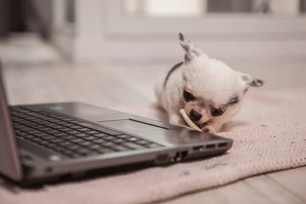 Close Pequeno Chihuahua Engraçado Mastigar Cão Deleite Deitado Perto Laptop — Fotografia de Stock