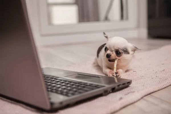 Engraçado Pequeno Chihuahua Filhote Cachorro Mastigar Cão Tratar Frente Computador — Fotografia de Stock