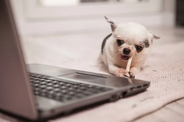 Cute Piccolo Cane Chihuahua Godendo Mangiare Cane Trattare Osso Davanti — Foto Stock