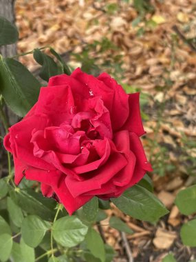 Arka planda düşen sonbahar sarı yapraklı kırmızı gül