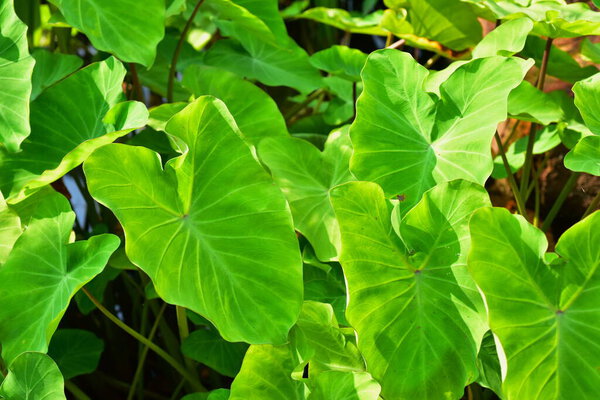 Green leaves in beautiful public areas Use it as a background