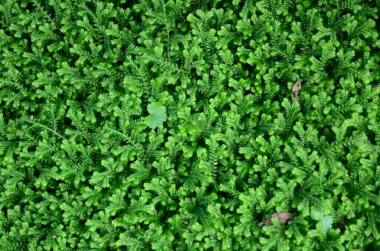 beautiful green leaves texture background