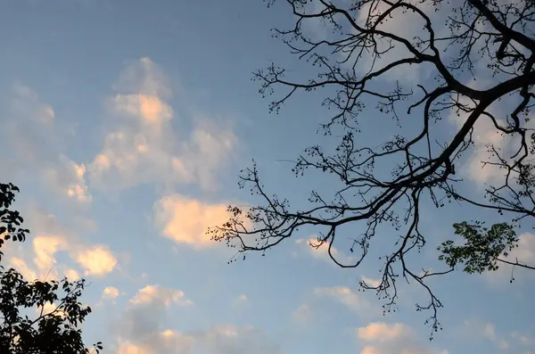 Κλαδιά Δέντρων Στον Συννεφιασμένο Ουρανό — Φωτογραφία Αρχείου