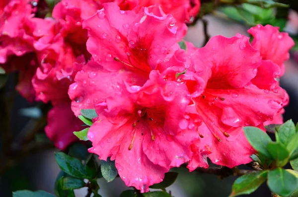 Färgglada Blommor Och Morgonsol — Stockfoto