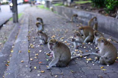 Maymun şirin bir ifade yapıyor Turistik yerlerde yaşayan bir maymun sürüsü