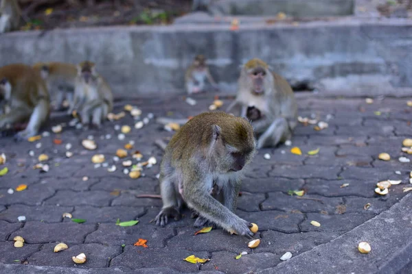 Mono Haciendo Una Linda Expresiónuna Manada Monos Que Viven Atracciones —  Fotos de Stock