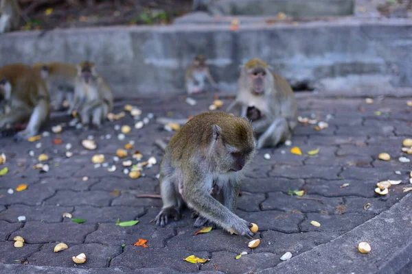 Singe Faire Une Expression Mignonun Troupeau Singes Qui Vivent Dans — Photo