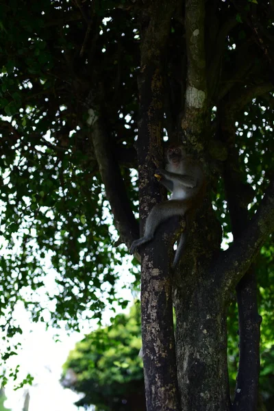 猴子坐在森林里的树上 — 图库照片