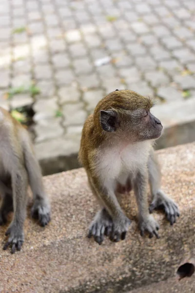 Monkey Making Cute Expressioneen Kudde Apen Die Leven Toeristische Attracties — Stockfoto