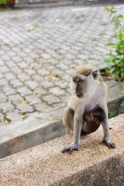 Affe Macht Einen Niedlichen Ausdruckeine Affenherde Die Touristenattraktionen Lebt — Stockfoto