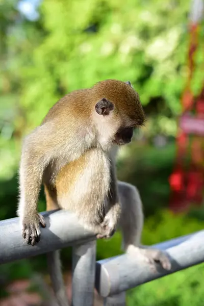 Mono Haciendo Una Linda Expresiónuna Manada Monos Que Viven Atracciones — Foto de Stock