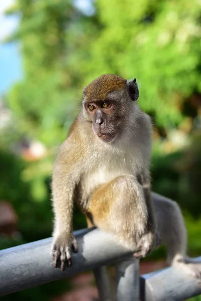 Monkey Making Cute Expressioneen Kudde Apen Die Leven Toeristische Attracties — Stockfoto