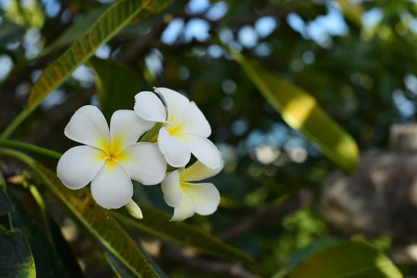 Fehér Pluméria Virágok Kertben — Stock Fotó