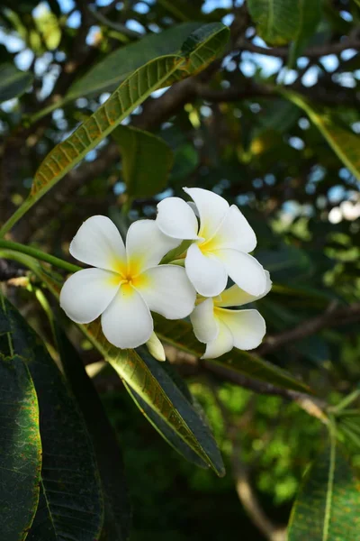 Flores Colores Jardín Flor Plumería Hermosas Flores Jardín Floreciendo Verano — Foto de Stock