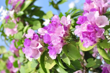 Bahçedeki güzel pembe ortanca çiçekleri