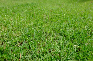 yeşil çimen dokusu arkaplanı