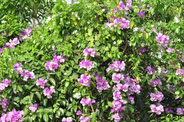 色とりどりの花と朝の日差し — ストック写真