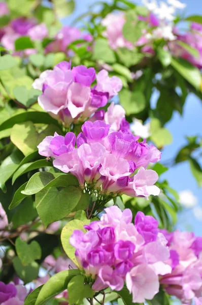 Hermosas Flores Hortensias Rosadas Jardín —  Fotos de Stock