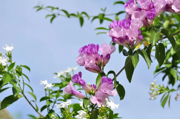 Mooie Roze Bloemen Tuin — Stockfoto