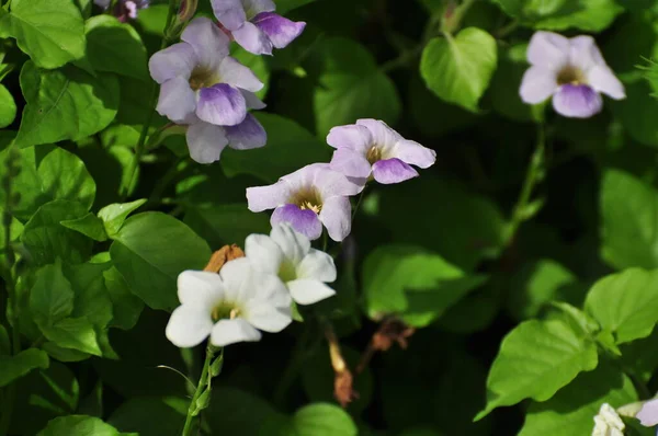 Kleurrijke Bloemen Ochtendzon — Stockfoto