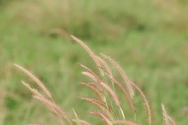 Красива Барвиста Трава Полі — стокове фото