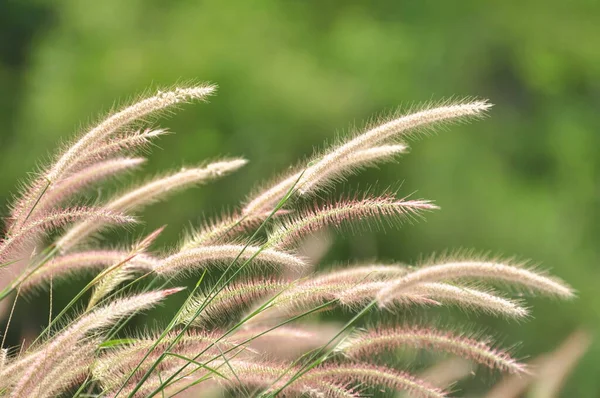 野原の美しいカラフルな草が — ストック写真