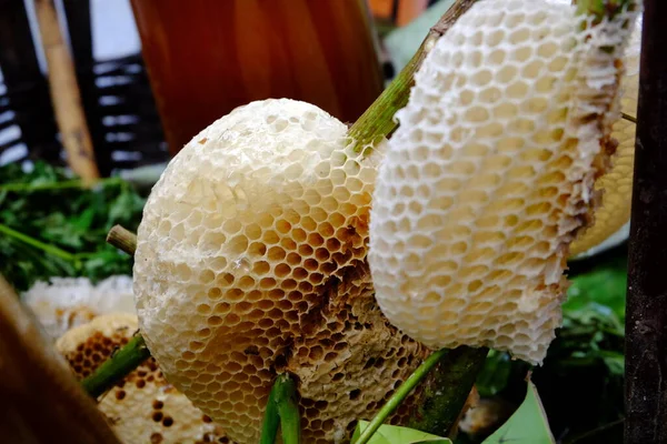 Close Honeycomb Bee Wooden Sticks — Stockfoto