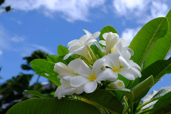 Plumeria Flores Brancas Jardim — Fotografia de Stock