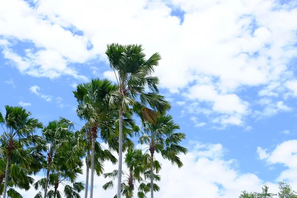 Palm Tree Sky Clouds — Fotografia de Stock