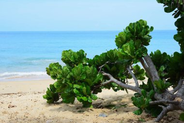 Kumlu sahil manzarası ve Tayland, Trang 'daki plaj manzarası
