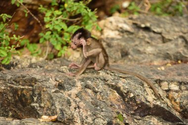 Turistik yerlerde yaşayan bir maymun sürüsü.