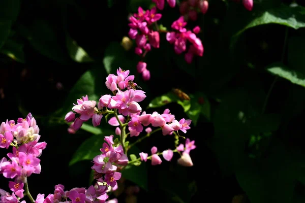 Маленькі Біло Рожеві Квіти Саду Біля Дверей — стокове фото