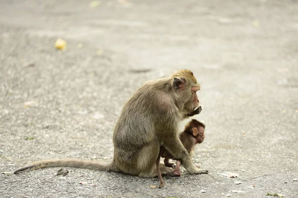観光地に住む猿の群れ — ストック写真