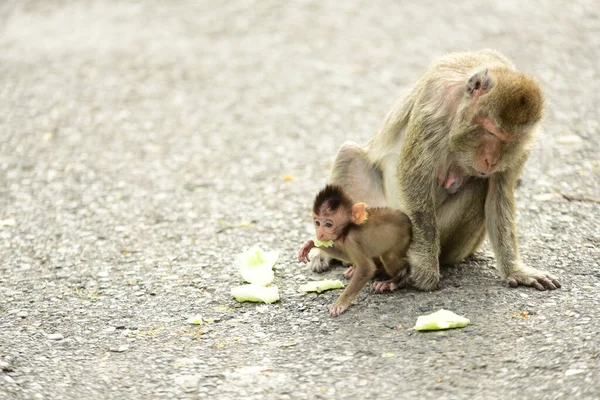 観光地に住む猿の群れ — ストック写真