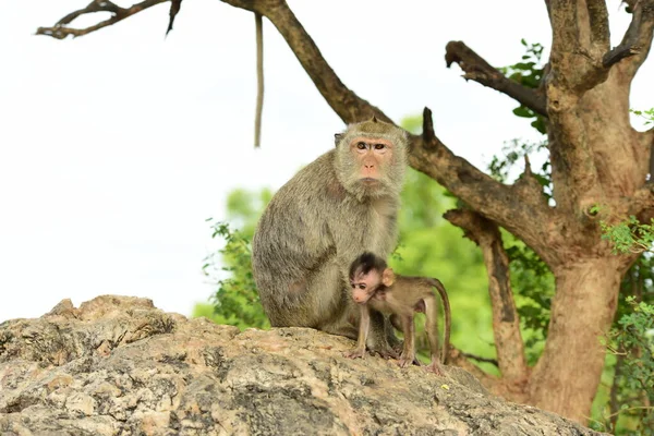 Herd Monkeys Live Tourist Attractions — Stock Photo, Image