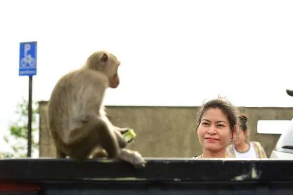 Sekelompok Monyet Yang Tinggal Tempat Wisata — Stok Foto