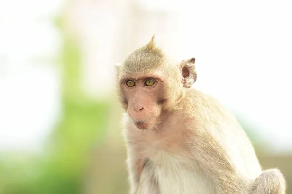Una Mandria Scimmie Che Vivono Attrazioni Turistiche — Foto Stock