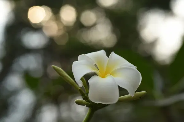 Plumeria Bloem Witte Bloem Gele Bloem Witte Bloem Achtergrond — Stockfoto