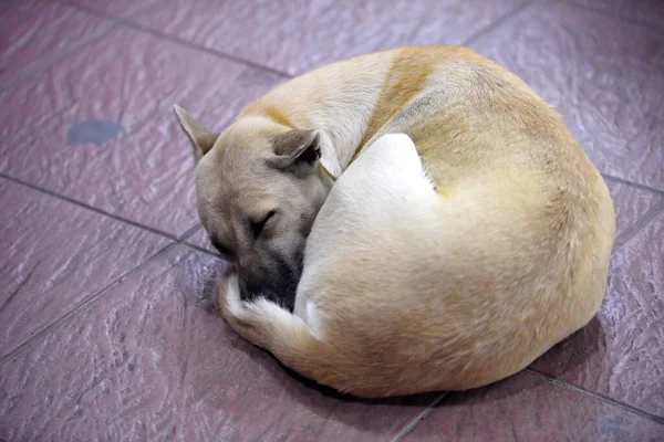 Cão Dormindo Chão — Fotografia de Stock