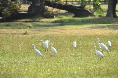 Parkta beyaz balıkçıl sürüsü