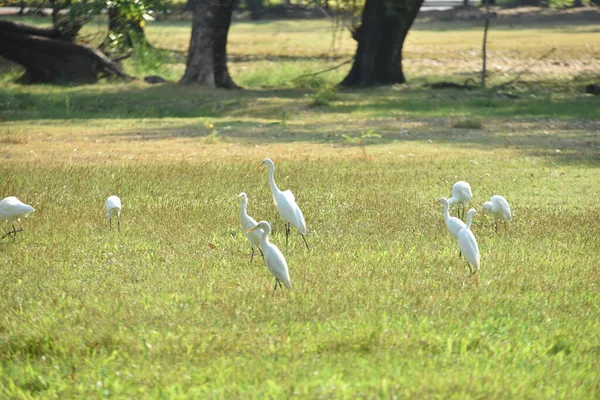 Egy Csapat Fehér Egrets Parkban — Stock Fotó