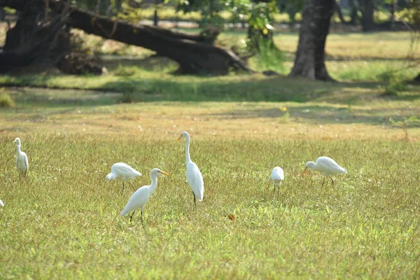 Egy Csapat Fehér Egrets Parkban — Stock Fotó