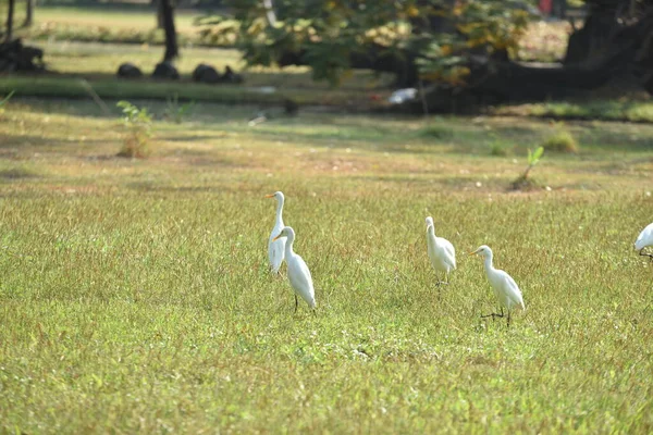 Una Bandada Garzas Blancas Parque — Foto de Stock